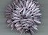 Daggers 16x5 mm luster