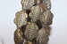 Turtle 18x13 mm matte/bronze