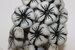 Flowers 21 mm matte/black